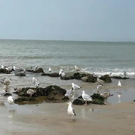 Near With Terrace * Knokke-Heist